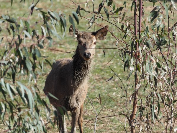 Red Deer on a farm in North-East Victoria