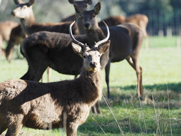 Red Deer on a farm in North-East Victoria