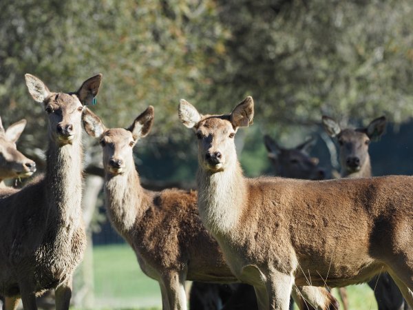 Red Deer on a farm in North-East Victoria