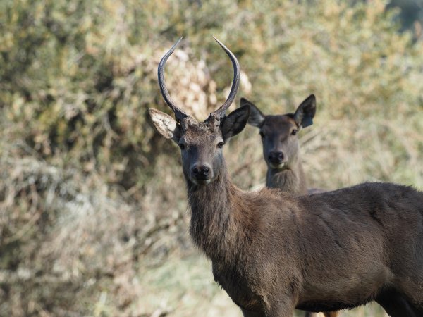 Red Deer on a farm in North-East Victoria