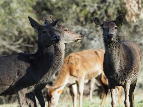 Red Deer on a farm in North-East Victoria