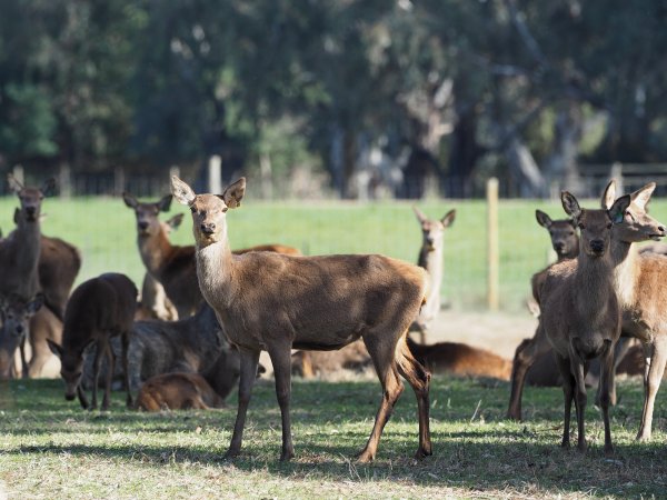 Red Deer on a farm in North-East Victoria