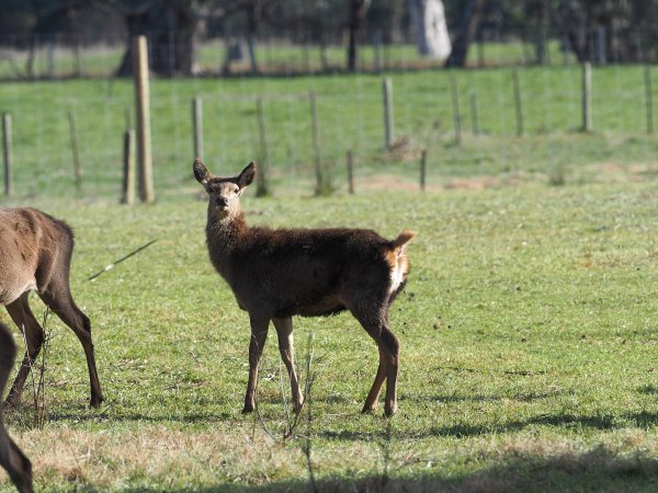 Red Deer on a farm in North-East Victoria