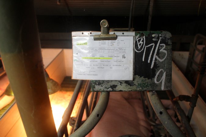 Clipboard with details of the sow