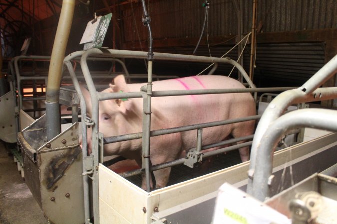 Sow standing up in crate