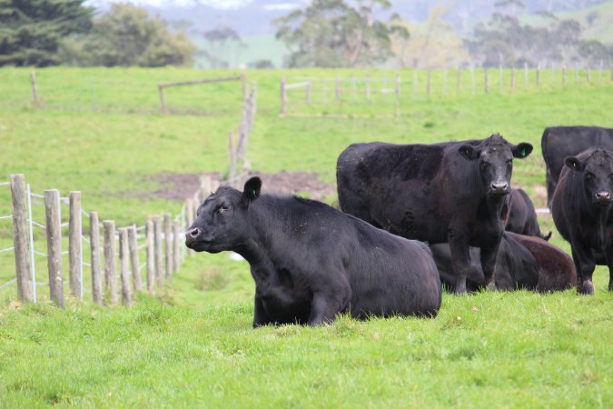 A Bull struggling to stand
