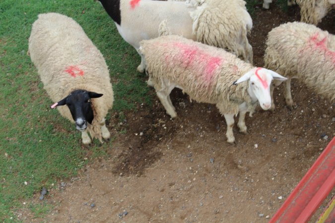 Sheep spray painted 1