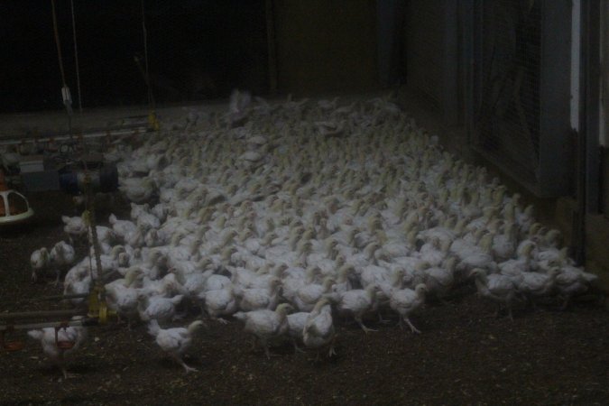 Broiler Sheds