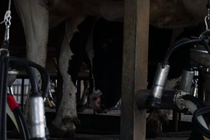 Dairy cows