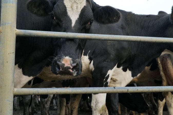 Dairy cows