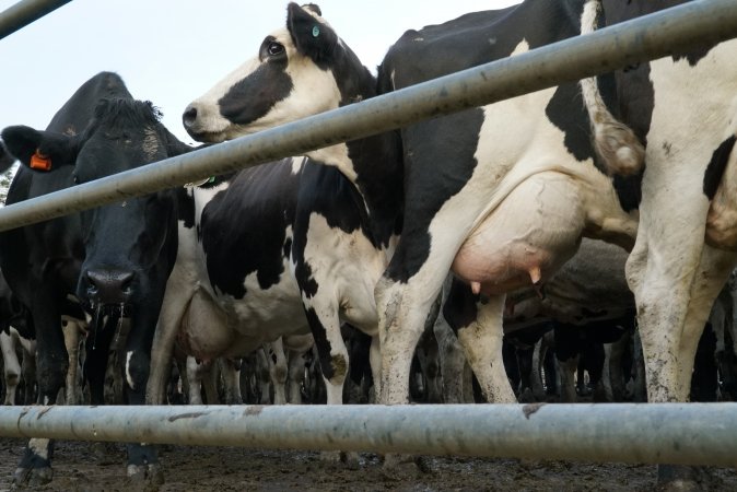 Dairy cows