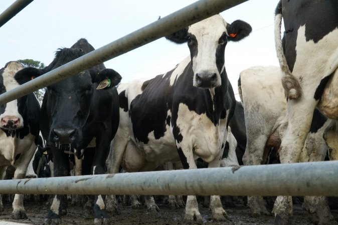 Dairy cows