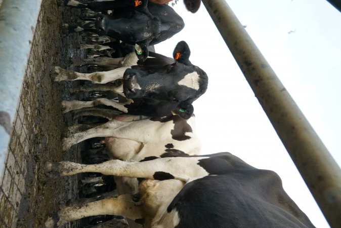 Dairy cows