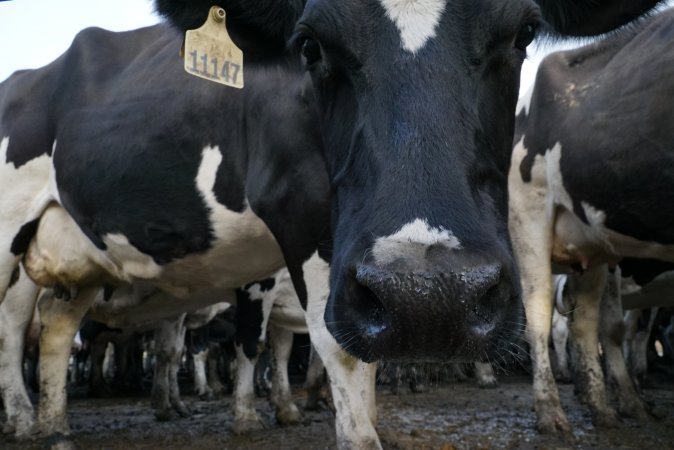 Dairy cows