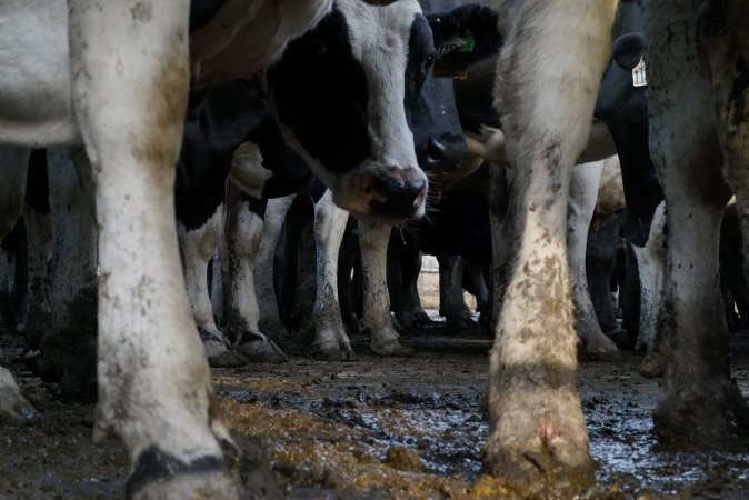 Dairy cows