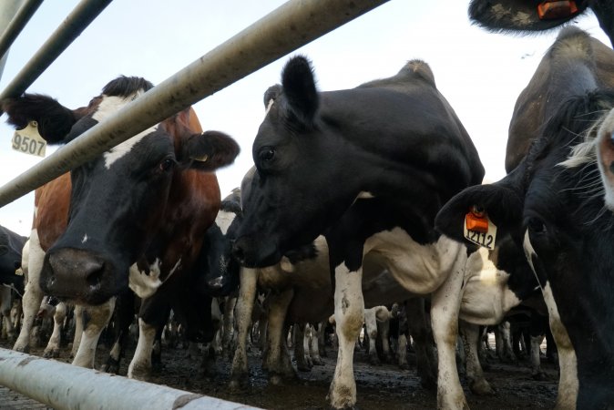 Dairy cows