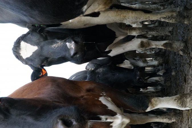 Dairy cows