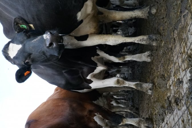 Dairy cows