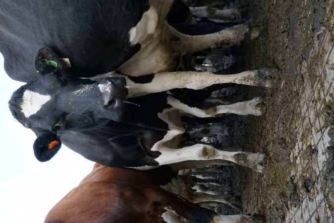 Dairy cows