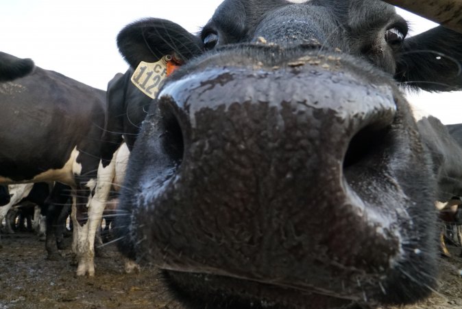 Dairy cows