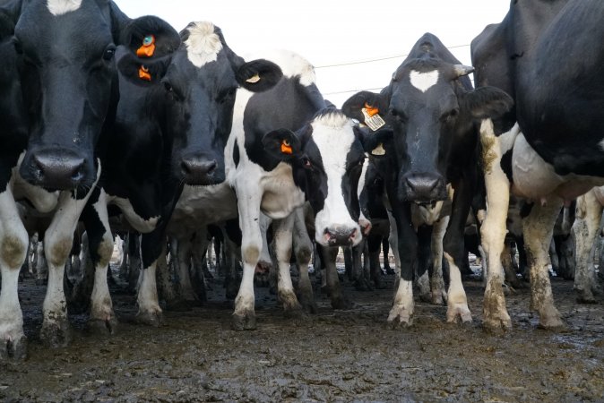 Dairy cows