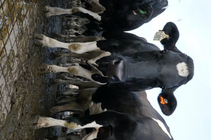 Dairy cows