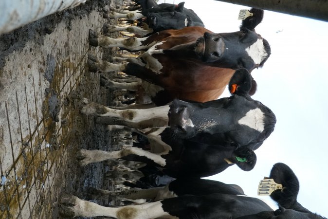 Dairy cows