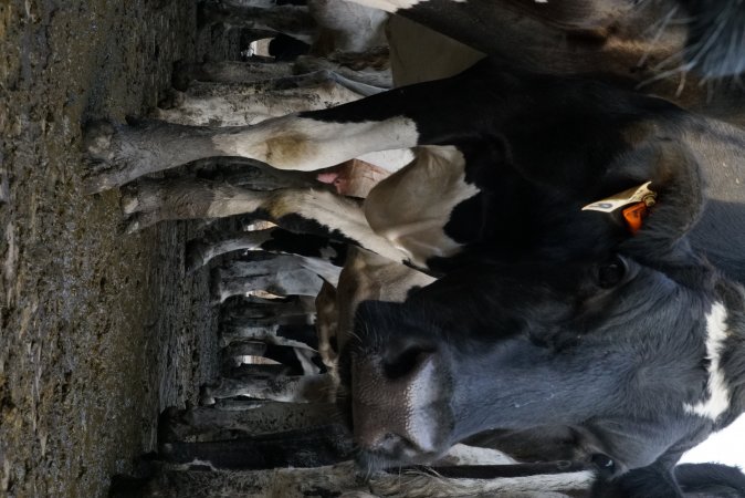 Dairy cows