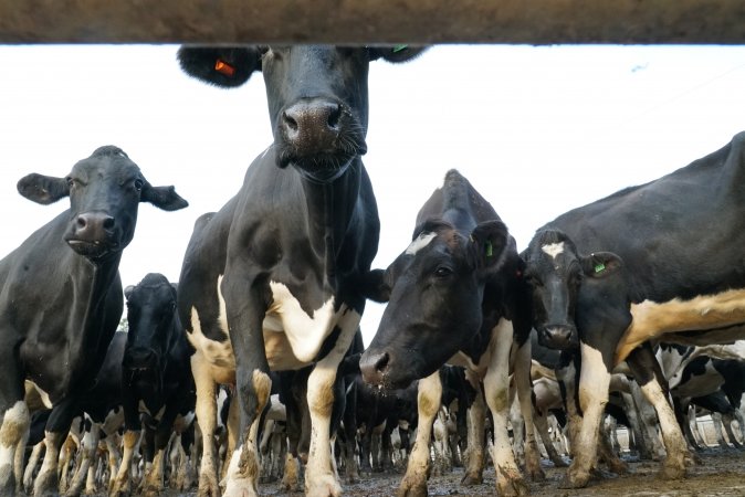 Dairy cows