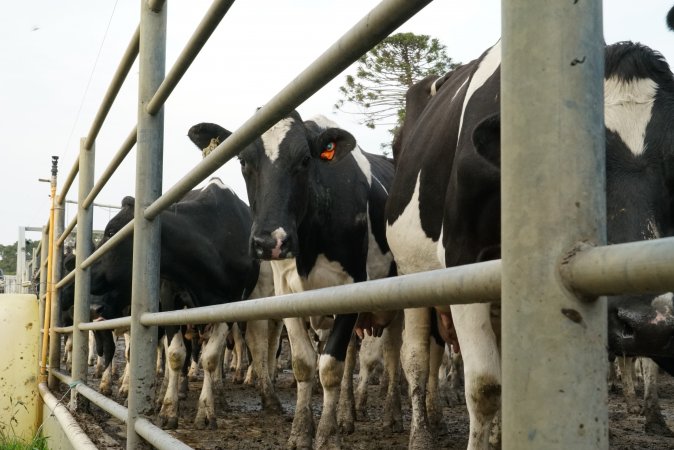 Dairy cows