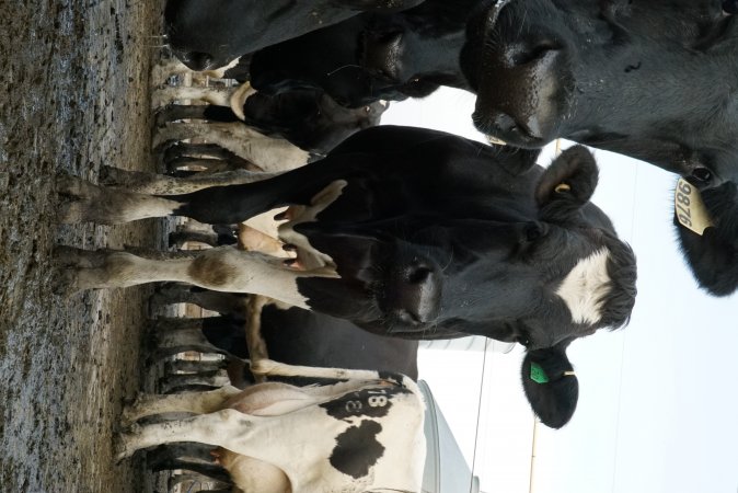 Dairy cows