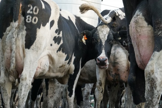 Dairy cows