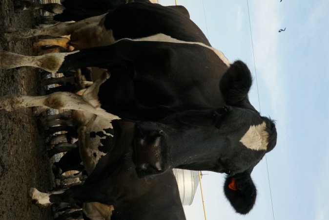 Dairy cows