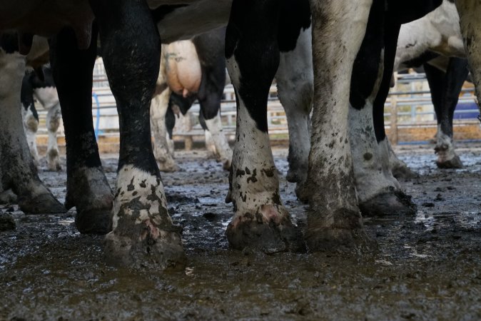 Dairy cows