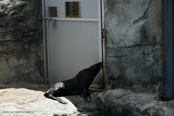 Sea-lion