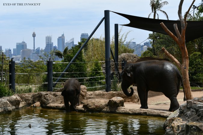 Asian Elephants