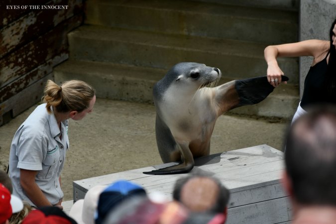 Sea-lion