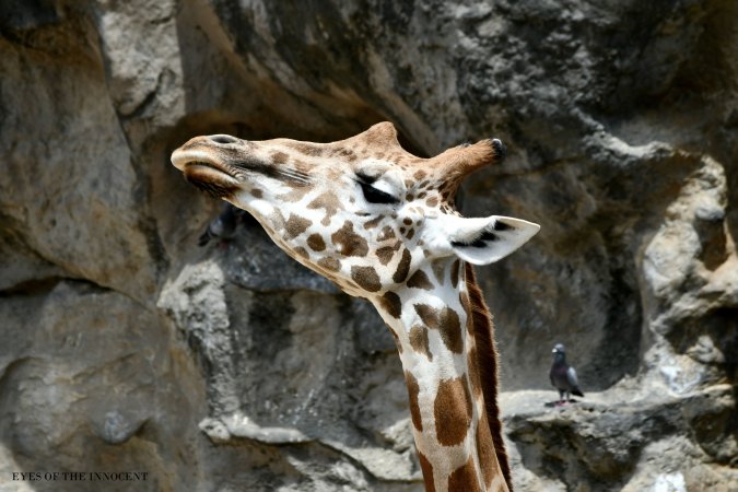 Giraffe