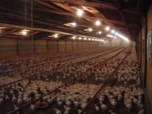 PoultryFarmsAustralia.com.au listing photo