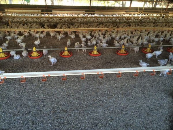 PoultryFarmsAustralia.com.au listing photo