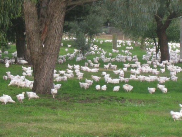 PoultryFarmsAustralia.com.au listing photo