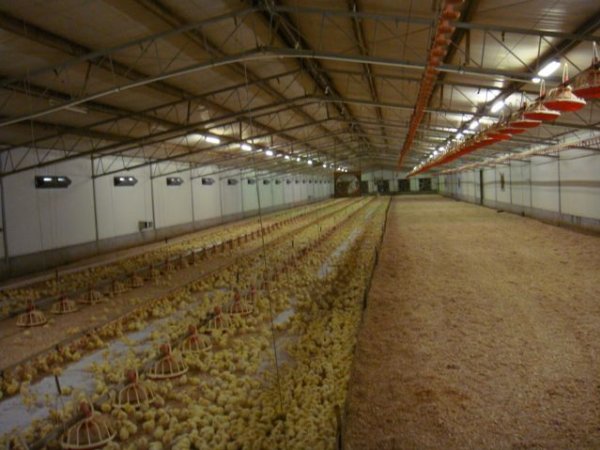 PoultryFarmsAustralia.com.au listing photo
