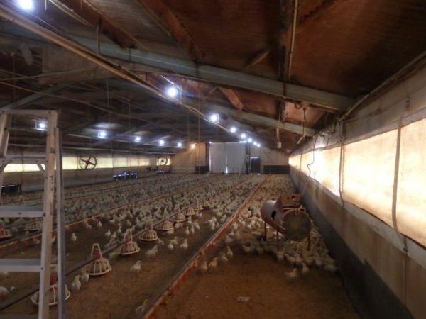 PoultryFarmsAustralia.com.au listing photo