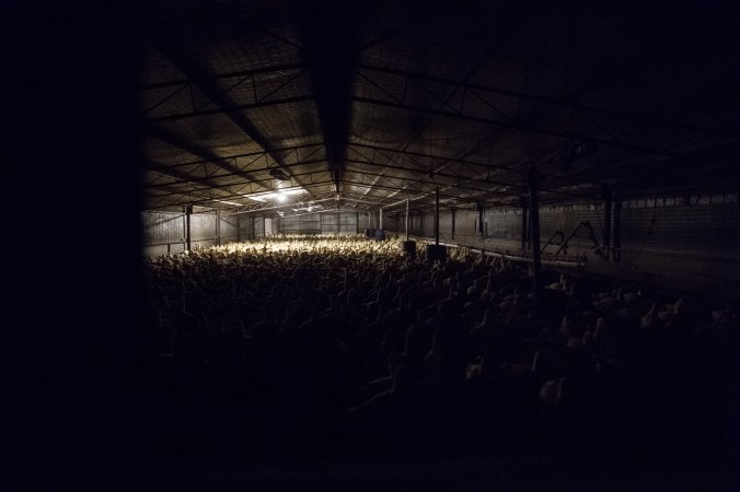 Australian duck farming