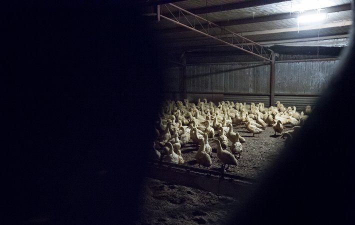 Australian duck farming