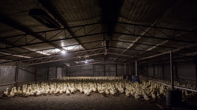 Australian duck farming