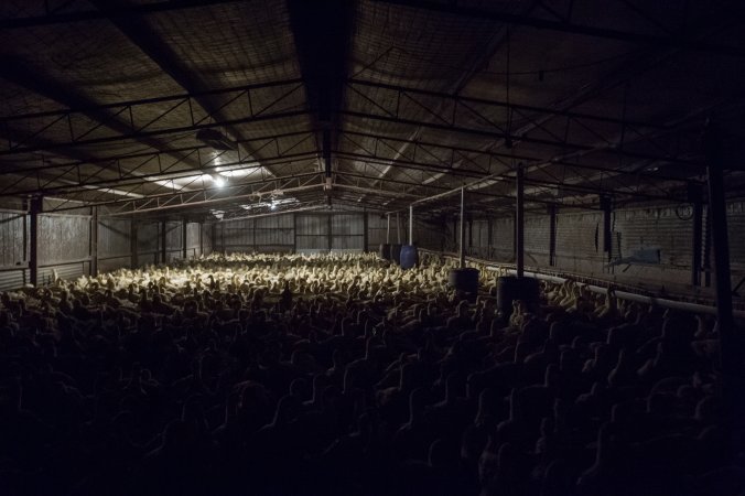 Australian duck farming