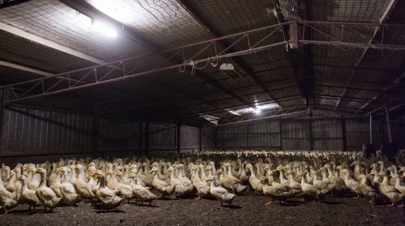 Australian duck farming