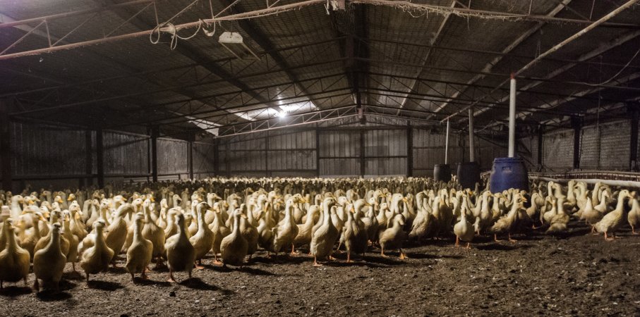 Australian duck farming