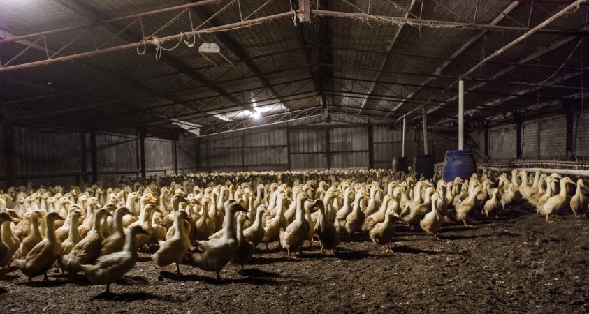 Australian duck farming